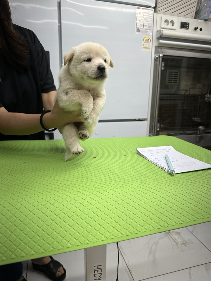 신공항동물병원_428349202400810